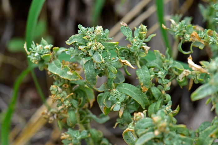 Wheelscale Saltbush leaves are green, relatively small and either sub-sessile or shortly petiolate. The shape varies on variety from smooth edged to irregularly dentate. Atriplex elegans